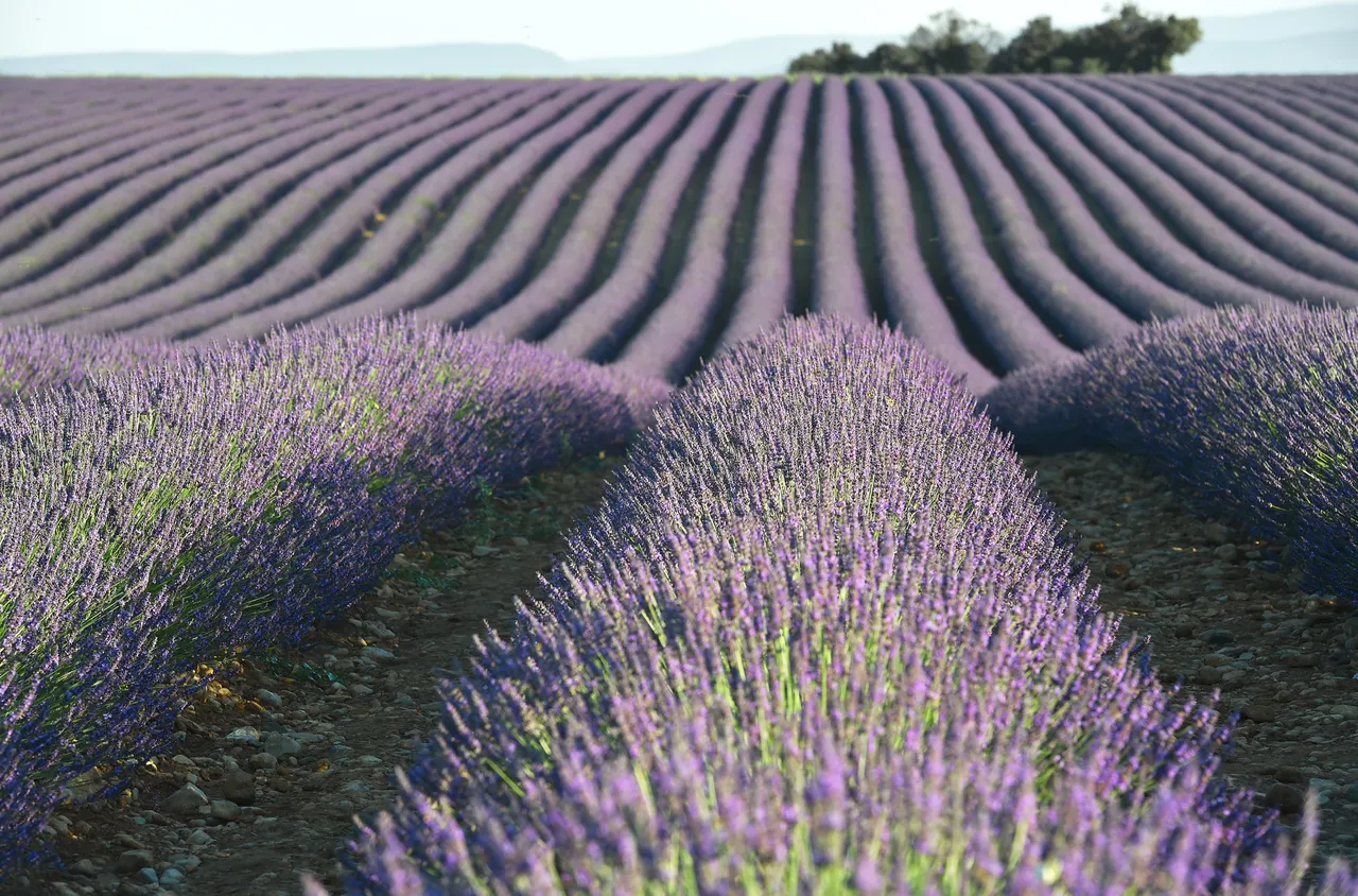 Българка стана кмет във Франция