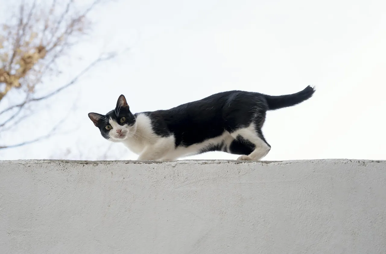 Котка оцеля при падане от 115 метра