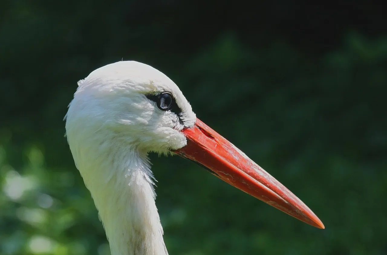 С уникална протеза спасиха живота на щъркел 