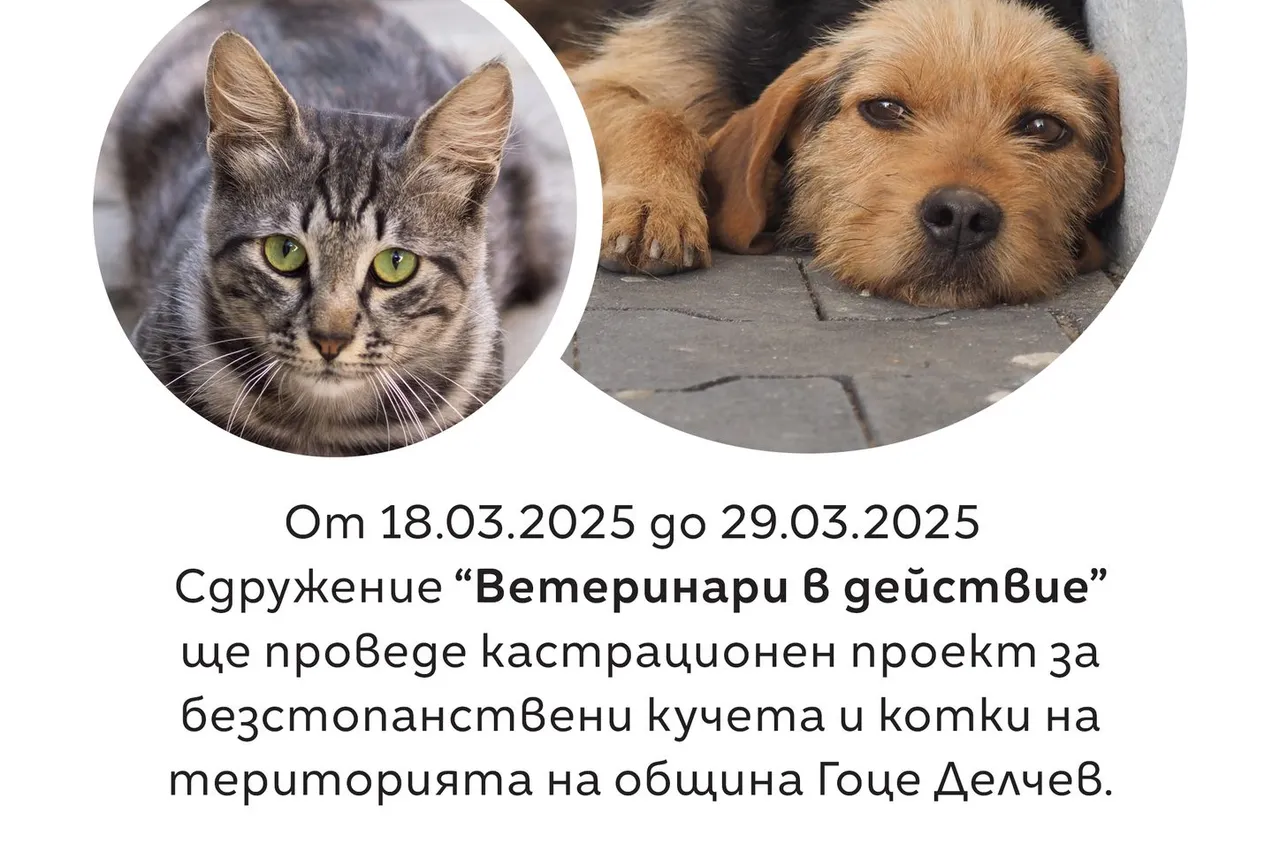 В Гоце Делчев започва кастрационна кампания за безстопанствени кучета и котки