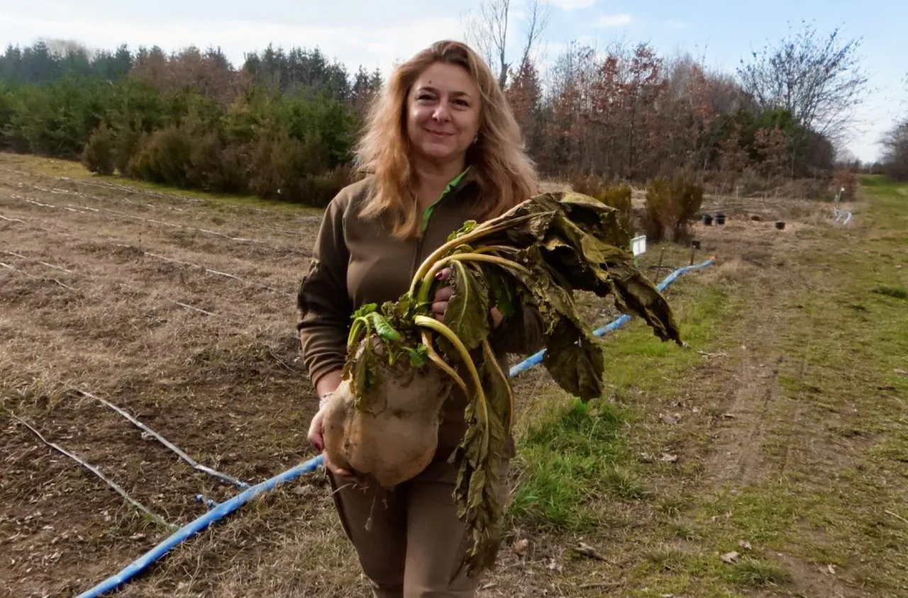 9-килограмово цвекло отгледаха край Елин Пелин