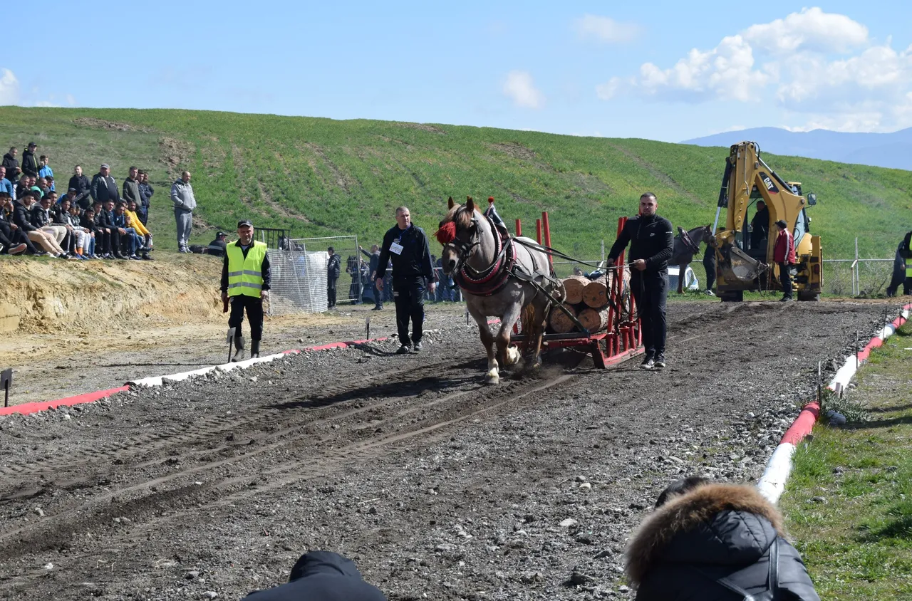 Разлог приема шампионат на тежковозните коне