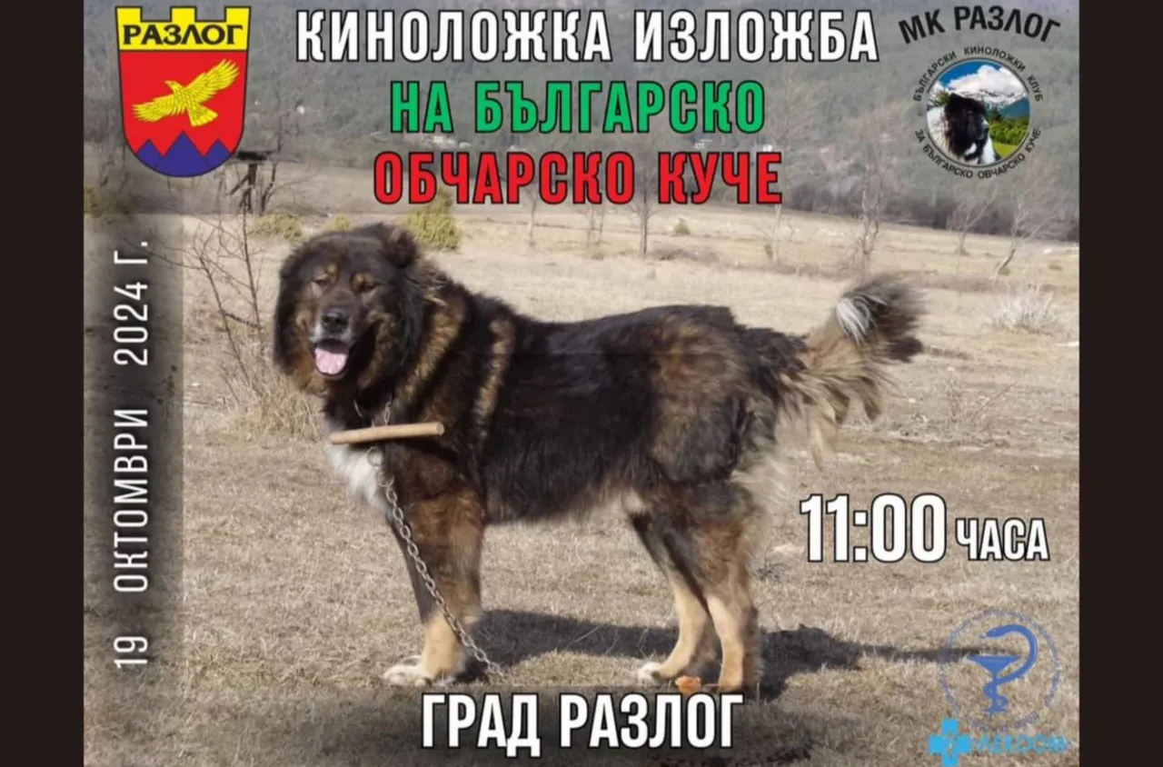 Киноложка изложба на българско овчарско куче в Разлог