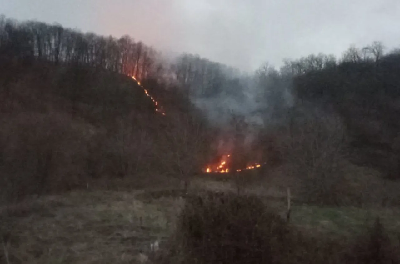 90 дка дъбова гора изгоряха при пожар във Видинско