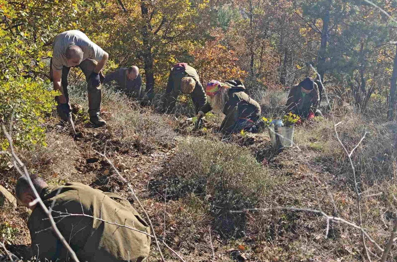 Лесовъди от ЮЗДП залесиха район на територията на ДГС Симитли