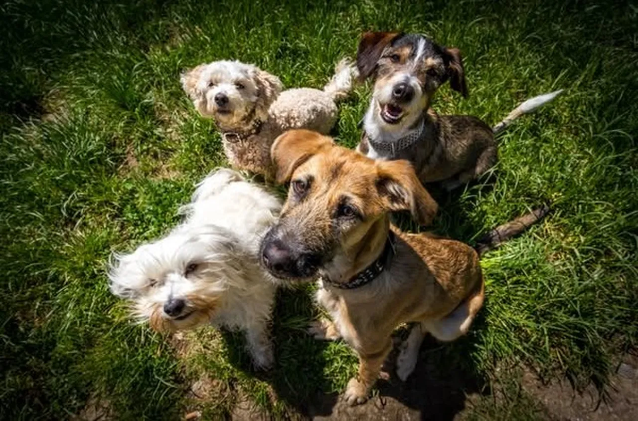 Наближава крайният срок за регистрацията на кучета в Гоце Делчев