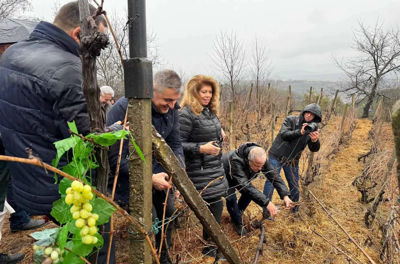 Президентът Илияна Йотова заряза лозовия масив в местността “Баира" край Делчево