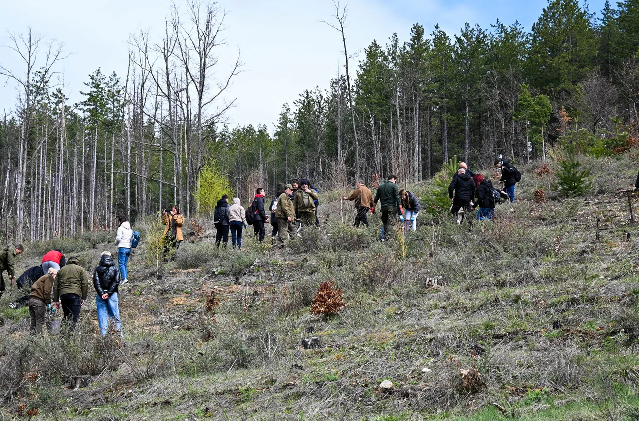 Близо 6 декара опожарени територии в Кюстендил бяха залесени 