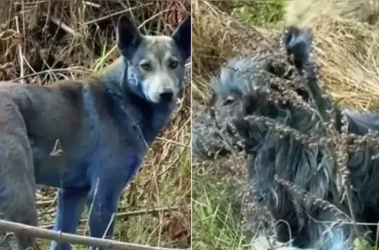 Сини кучета обикалят Чернобил - случайност или радиационна еволюция?