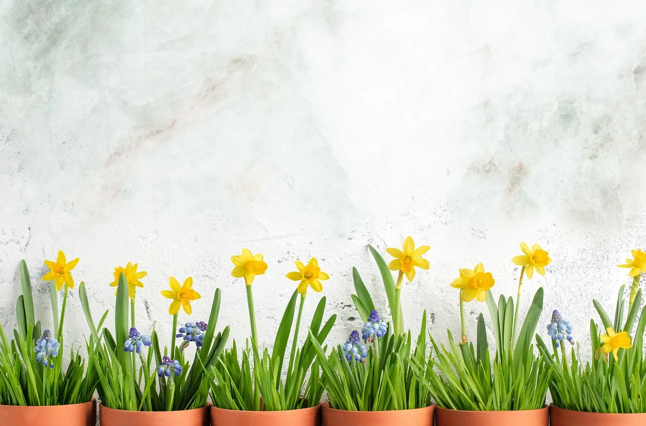 Къде грешим в поливането на цветята през лятото