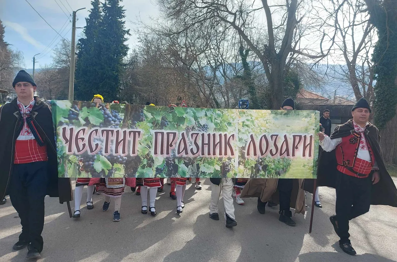 Зарязаха лозите в Брестовица на Трифон Зарезан