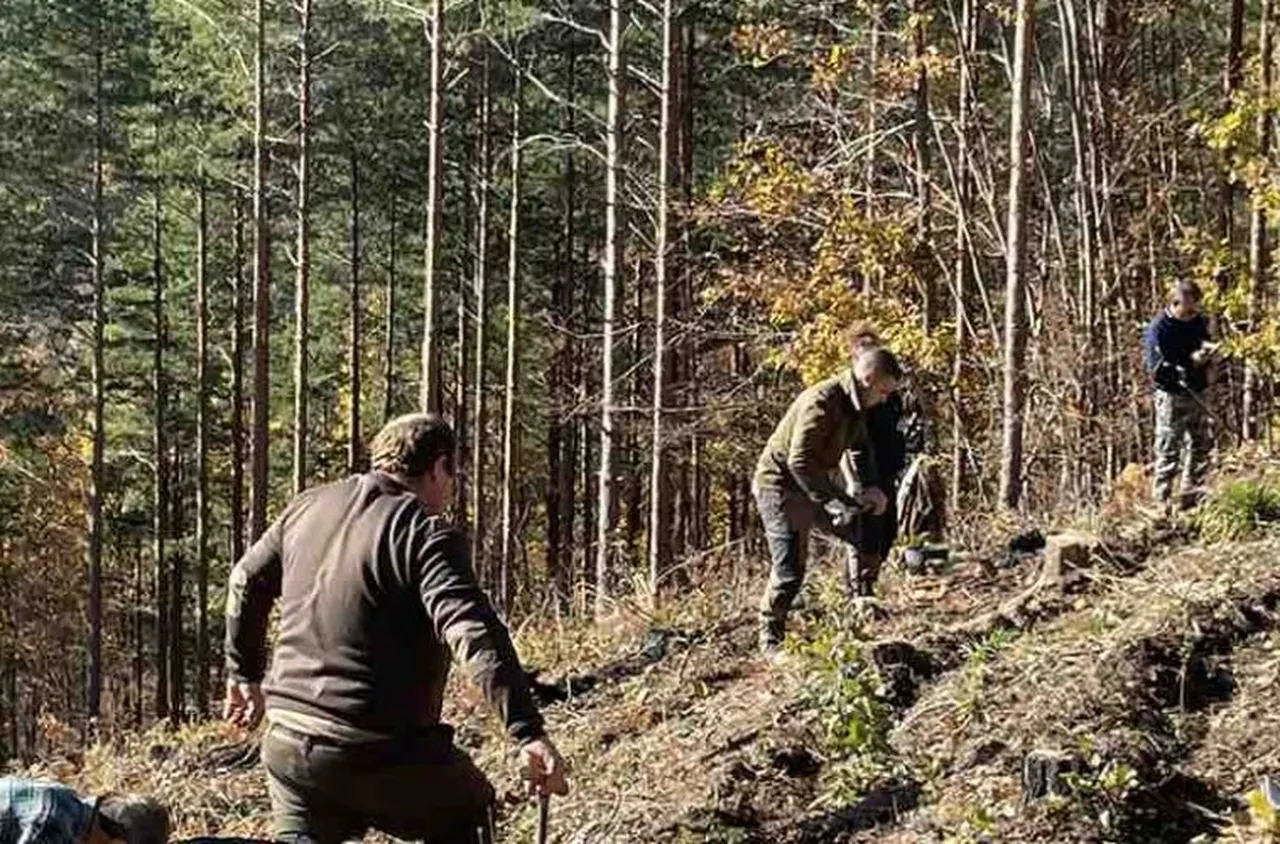 СЗДП ДП започна кампания по есенно залесяване