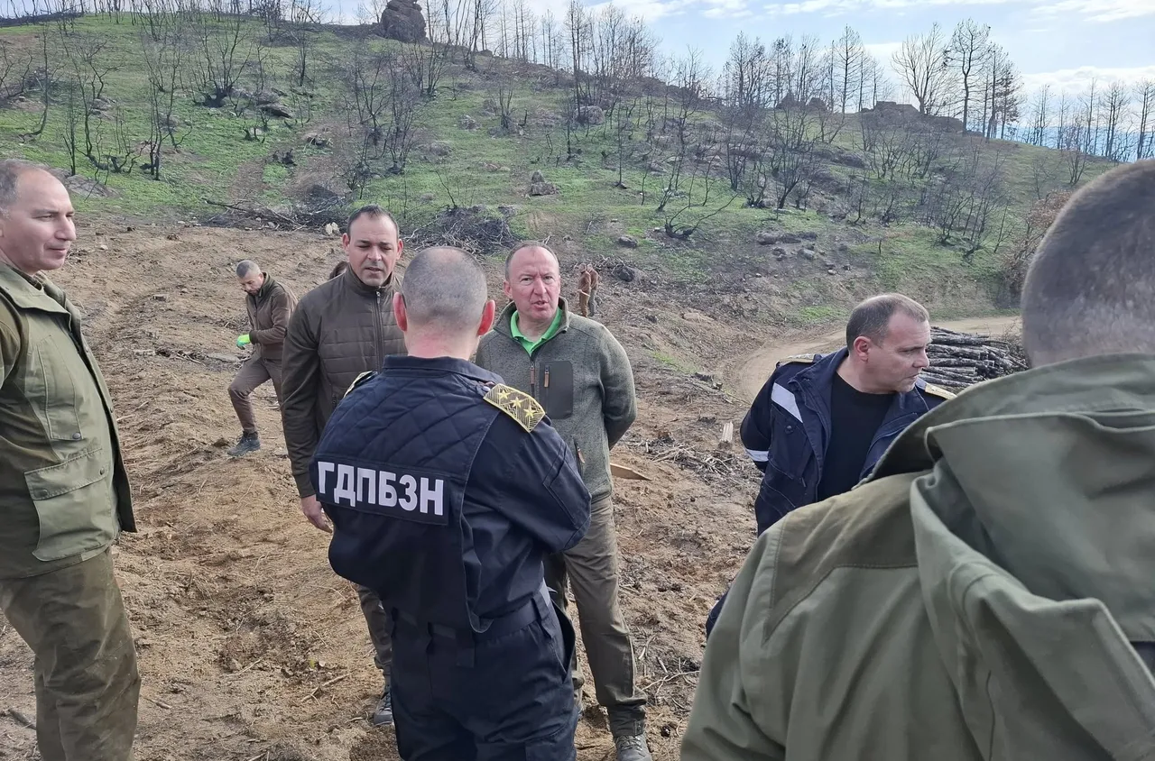 Горски, пожарникари, военни и полицаи залесиха фиданки край село Микрево