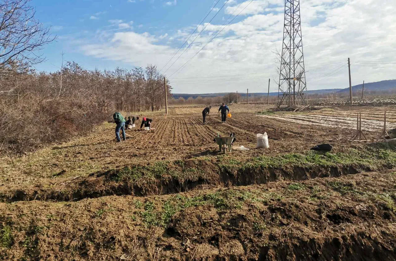 Масово залесяване от началото на годината в ДГС-Никопол