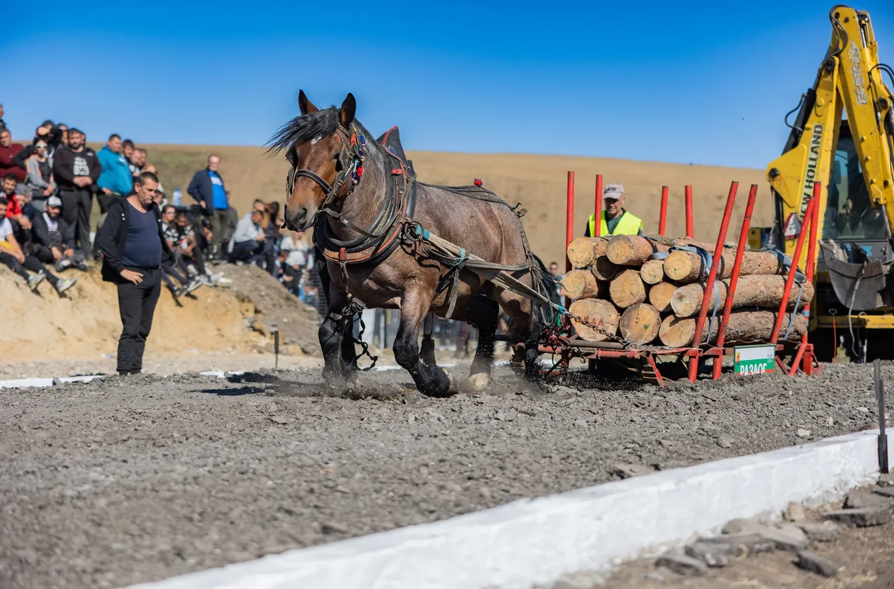 Тежковозни коне се надпреварваха в Разлог този уикенд