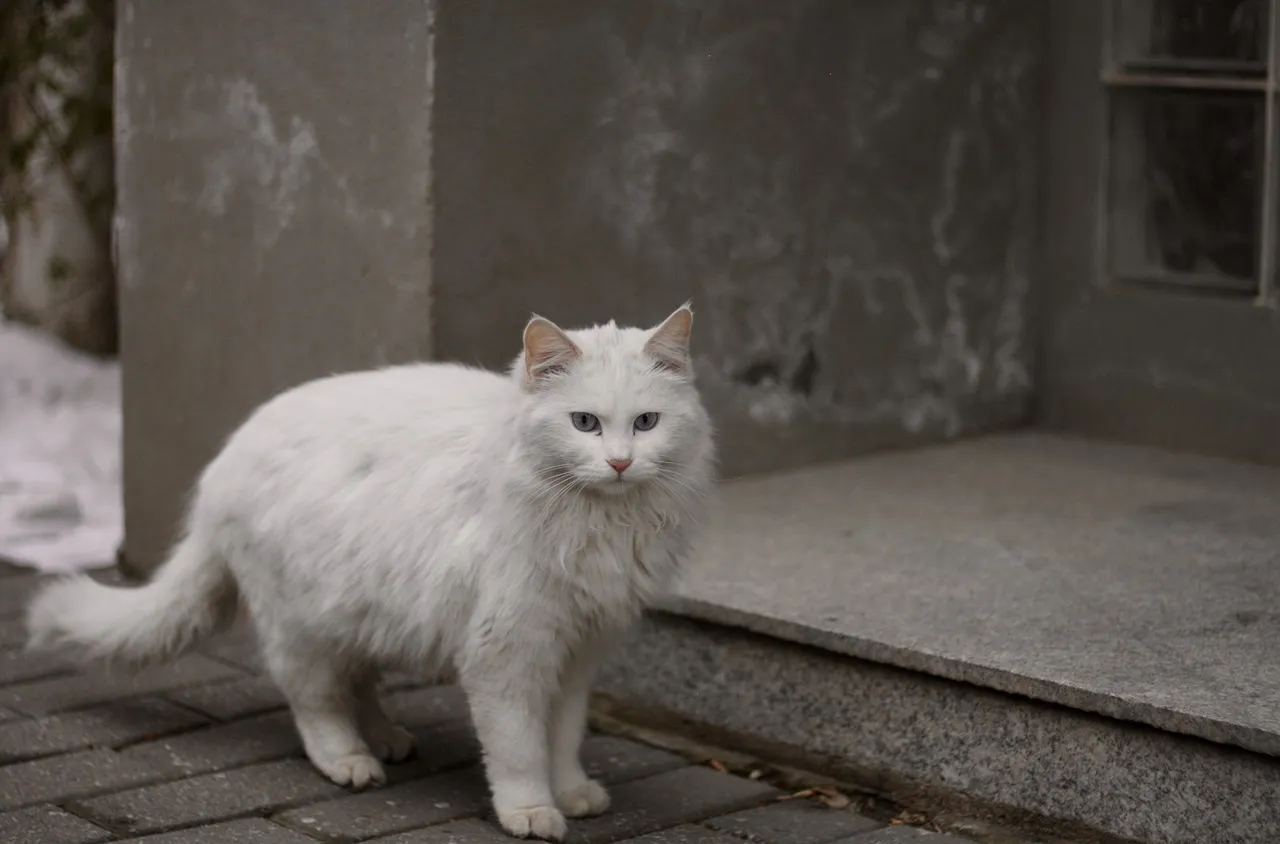 Как се справят котките със студа