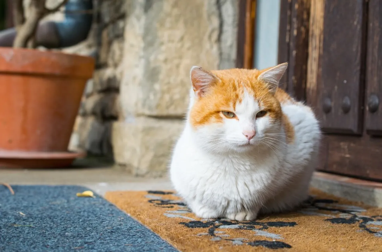 Котките отново ще могат да влизат в двореца "Топкапъ"
