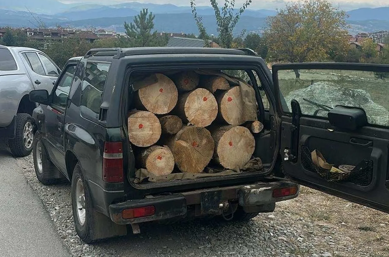 Задържаха извършител на незаконна сеч в НП "Пирин"