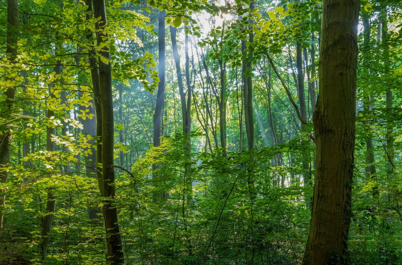 Отбелязваме международния ден на горите