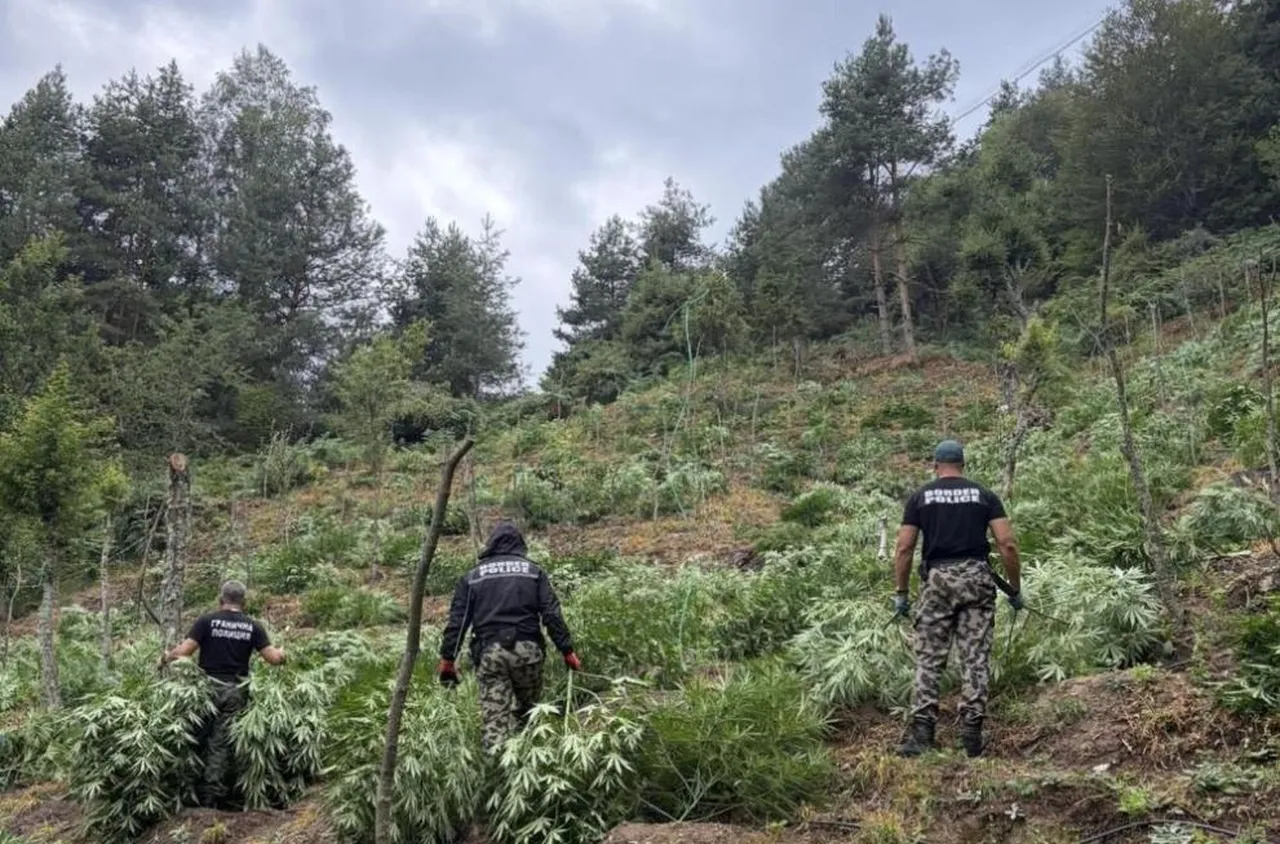 Гранични полицаи унищожиха над 3 тона канабис в планините Пирин и Огражден