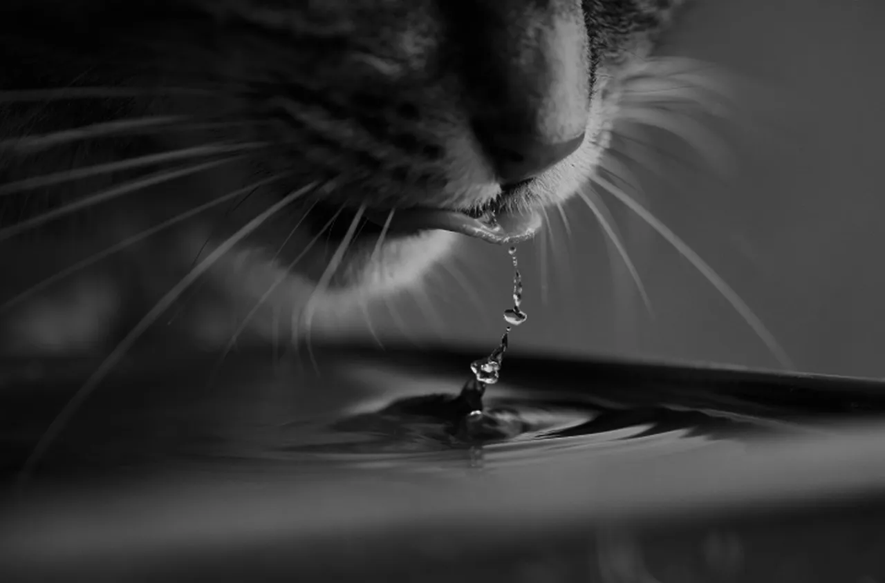 Какво наистина искат да пият котките