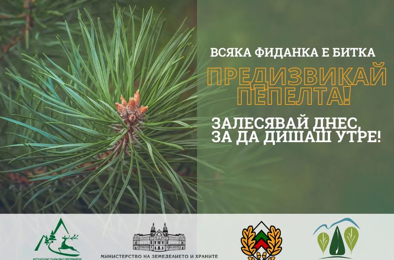 ЮЗДП с мащабна акция по залесяване