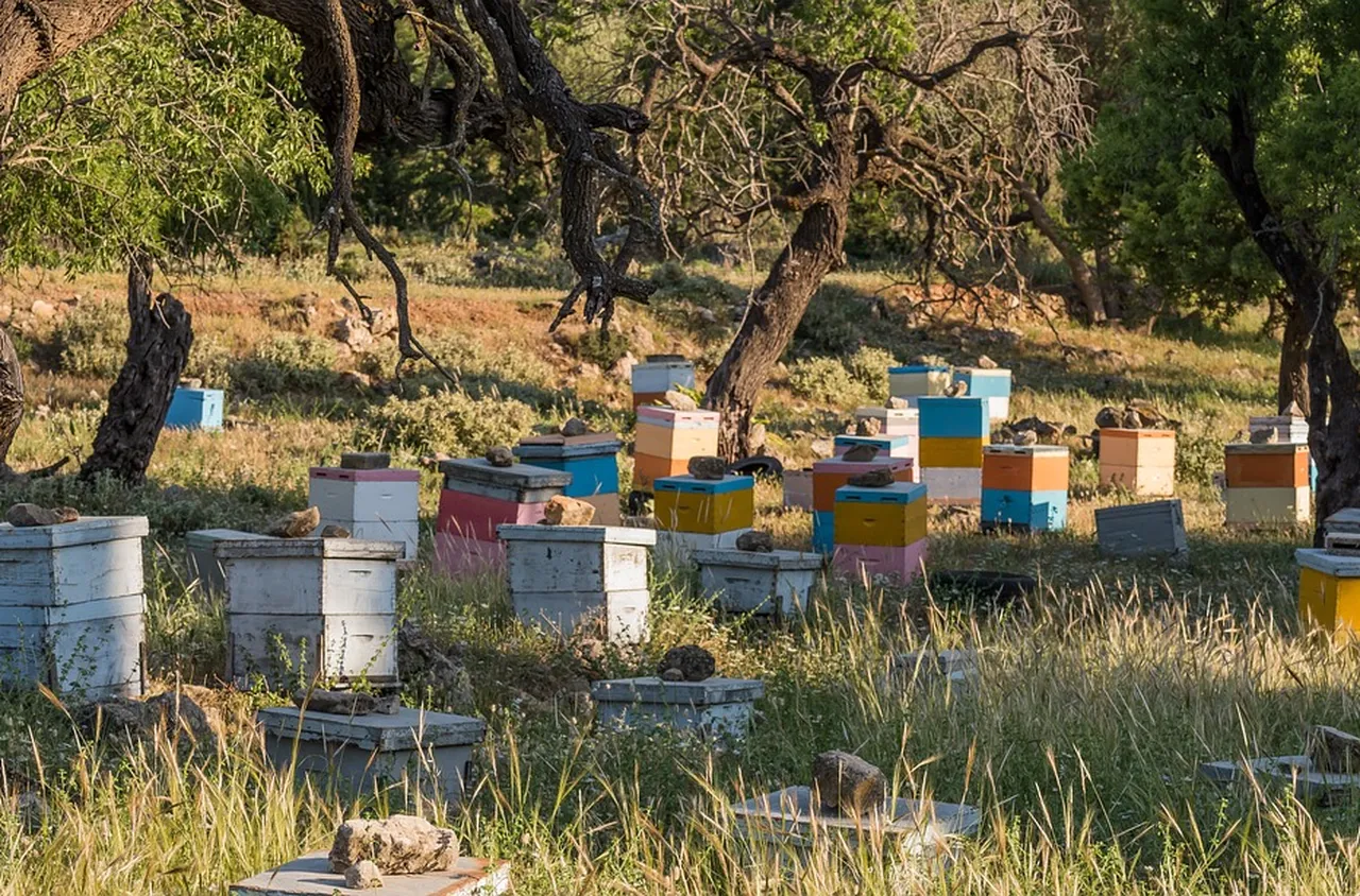 Кражба на кошери с пчели край Кюстендил