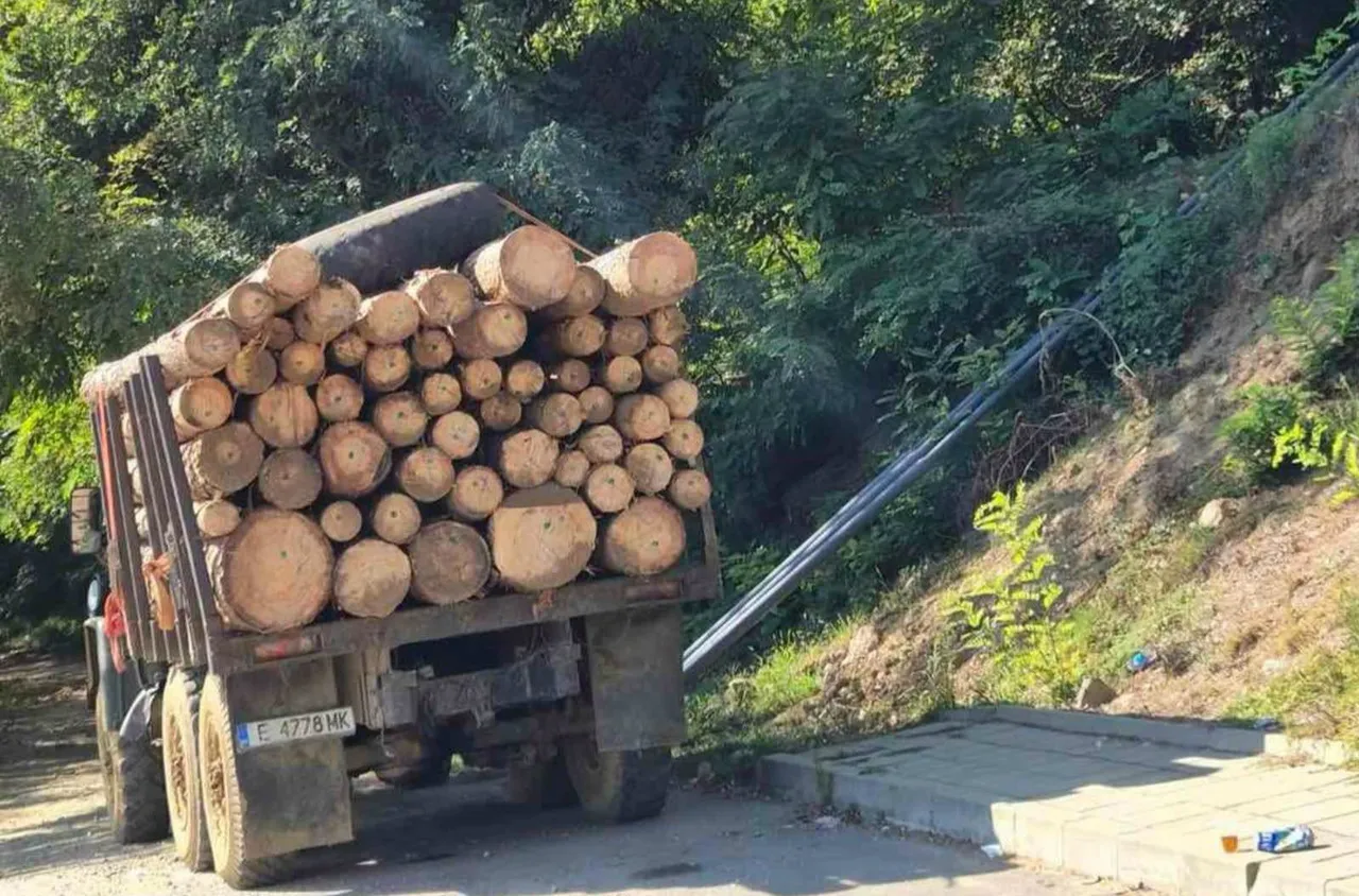 ЮЗДП засилва контрола върху превоза на дървесина