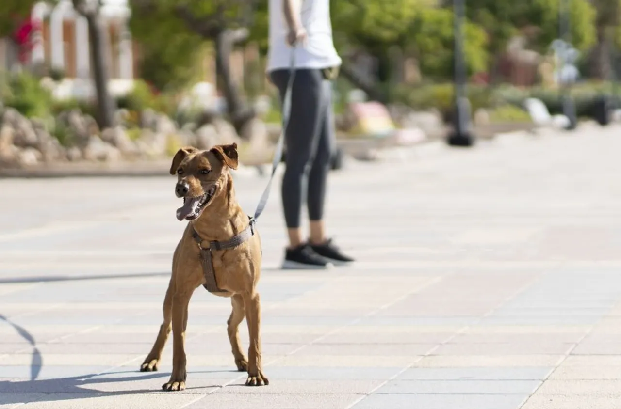 Община Кресна с призив към собствениците на кучета