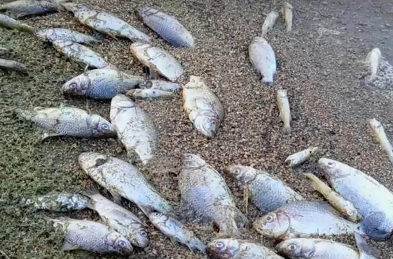 Стотици мъртви риби и драстичен спад на водата в язовир "Копринка"