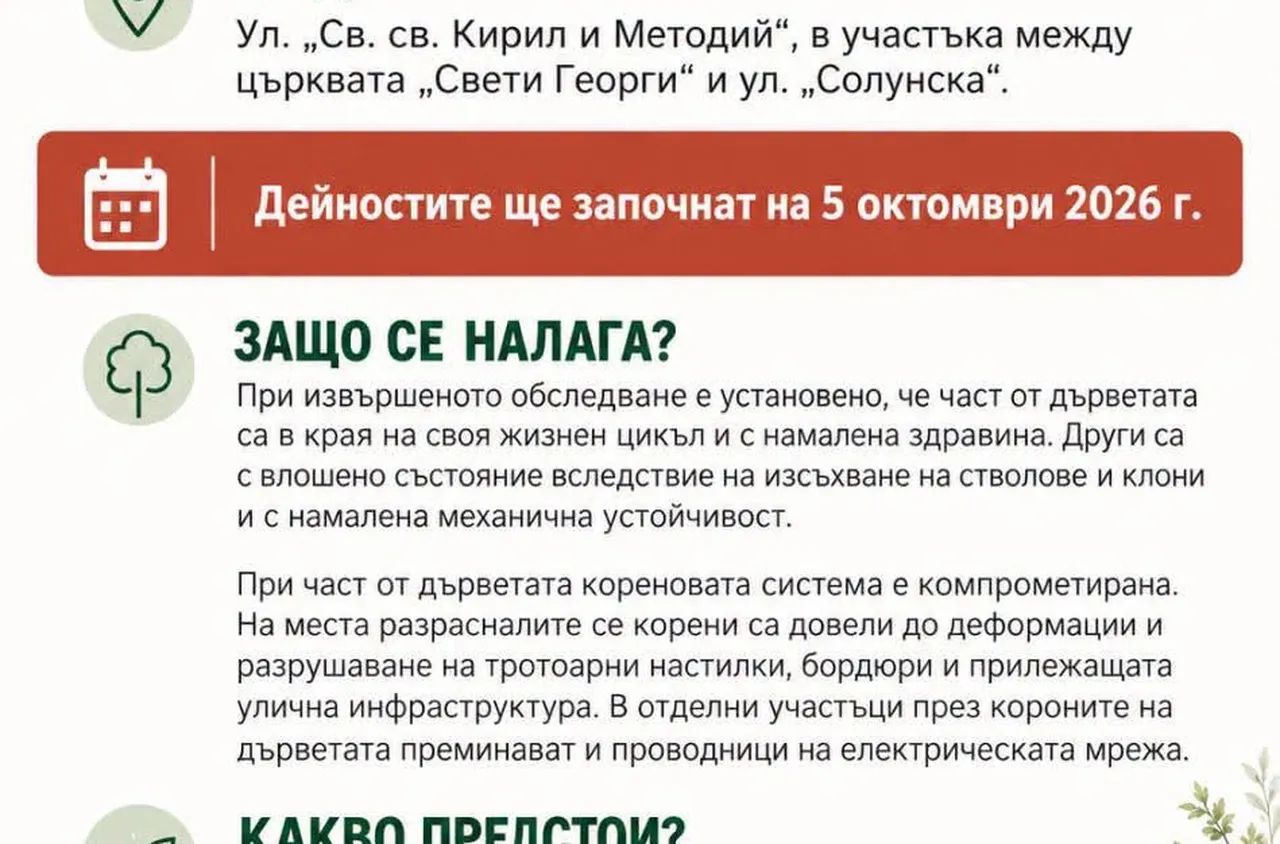 Премахват част от дърветата по ул. "Св. св. Кирил и Методий" в Сандански