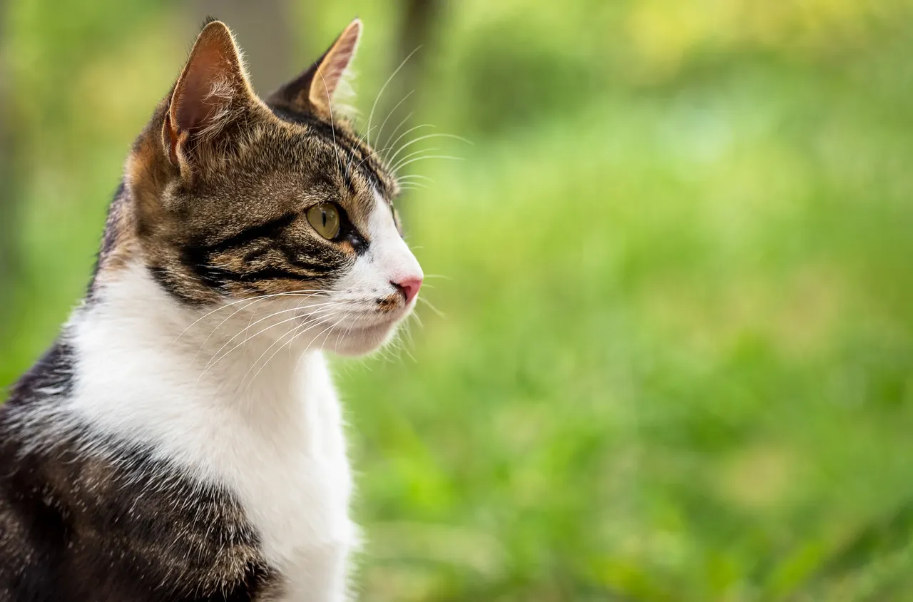 Котката, спасила дете от пожар в Нова Загора, е избягала