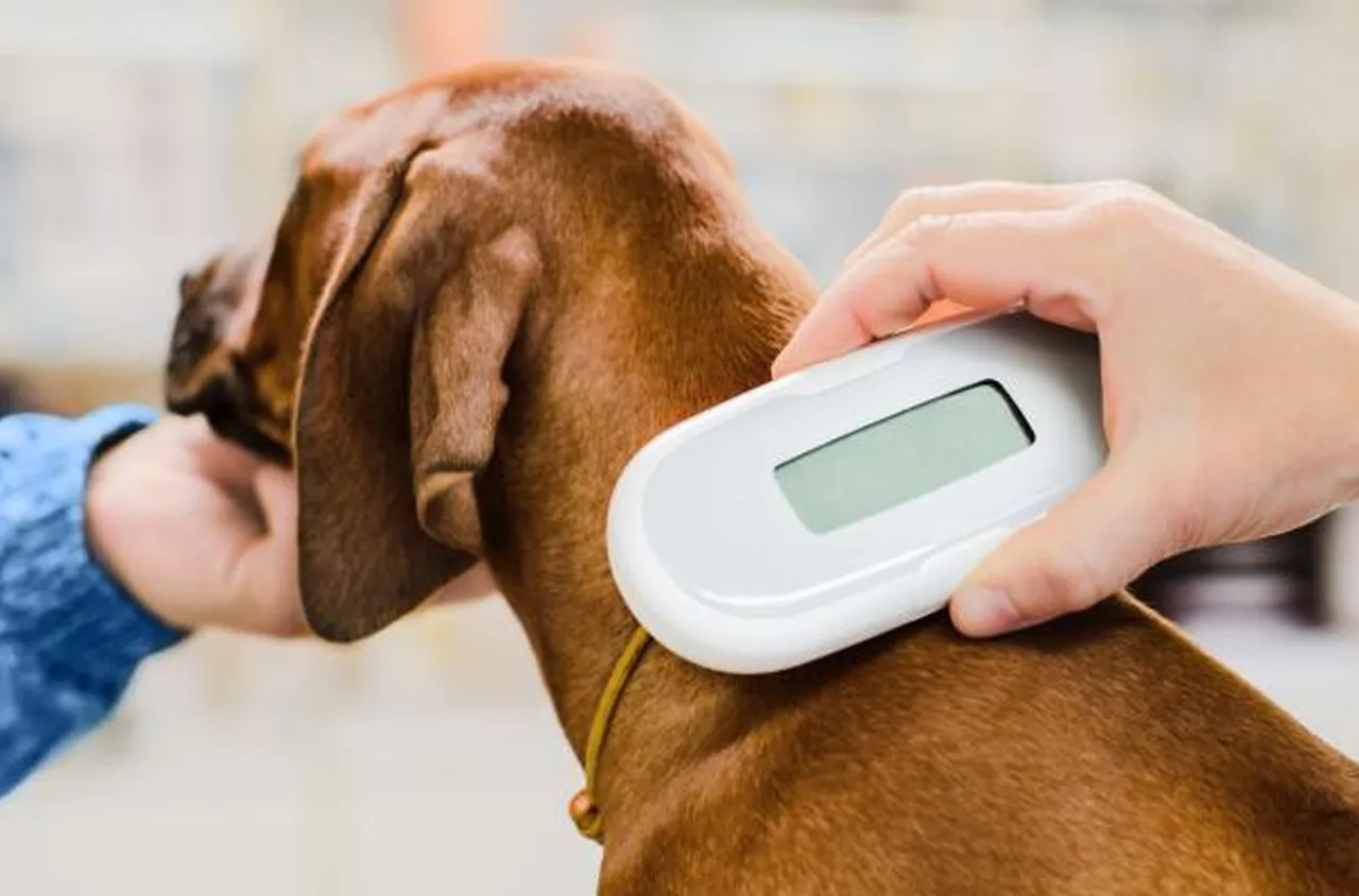 Започва безплатно поставяне на чипове на домашни кучета в Кюстендилско